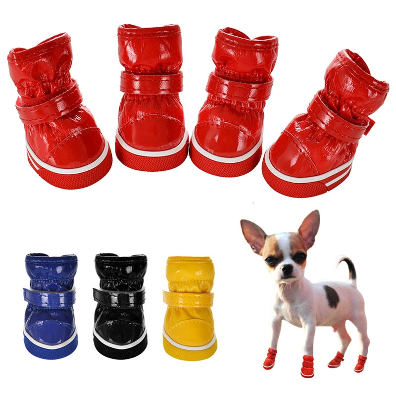 Tiny dog store shoes